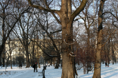 Zima 2018 - park w szacie zimowej