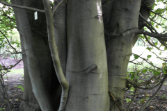 buk zwyczajny (Fagus sylvatica L.)
