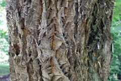 Korkowiec amurski (Phellodendron amurense Rupr.)