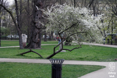 Wiosna 2019 - "klęczące drzewo"