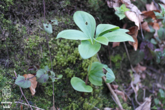 Lilia złotogłów (Lilium martagon L.)